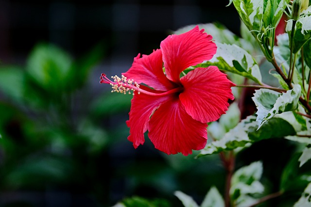 Hibiscus flowers
